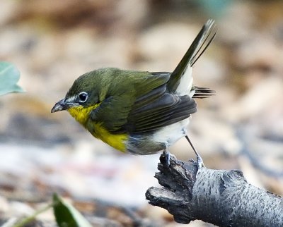 Yellow-breasted Chat