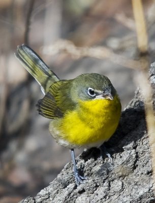 Yellow-breasted Chat