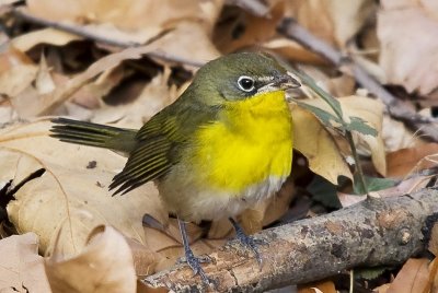 Yellow-breasted Chat