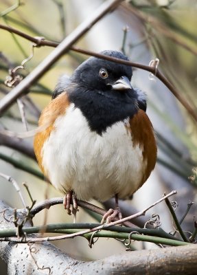 Eastern Towhee