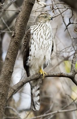 Coopers Hawk