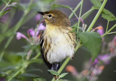 Blackpoll Warbler (female)