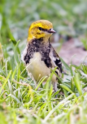 Black-Throated Green Warbler