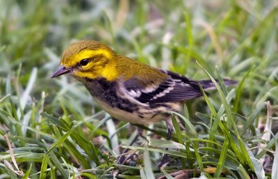 Black-Throated Green Warbler