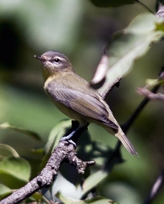 Warbling Vireo