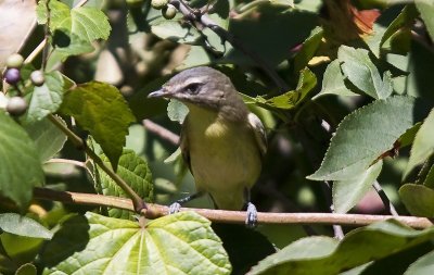 Warbling Vireo