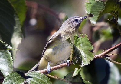 Warbling Vireo