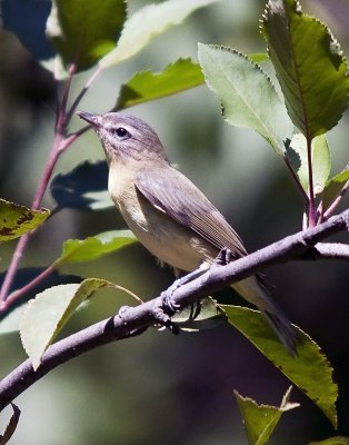 Warbling Vireo