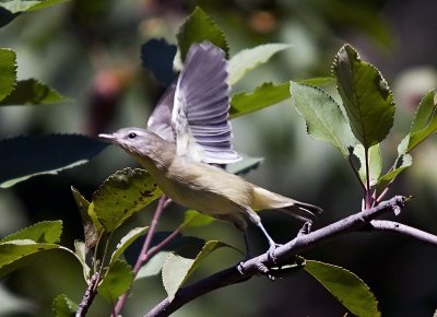 Warbling Vireo