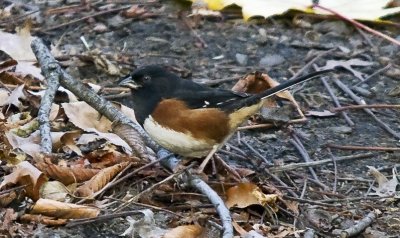 Eastern Towhee