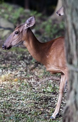 White-tailed deer (Odocoileus virginianus)