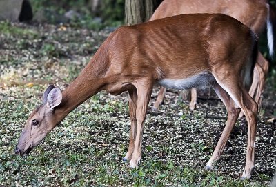 White-tailed deer (Odocoileus virginianus)