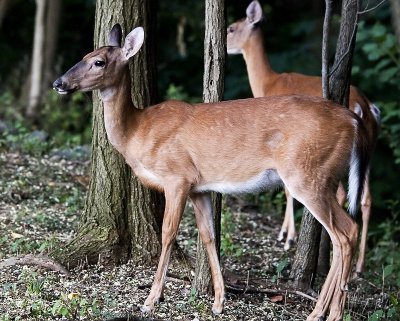 White-tailed deer (Odocoileus virginianus)