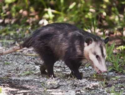 Possum