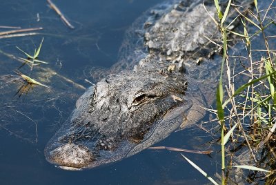 Alligator