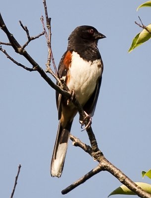 Eastern Towhee