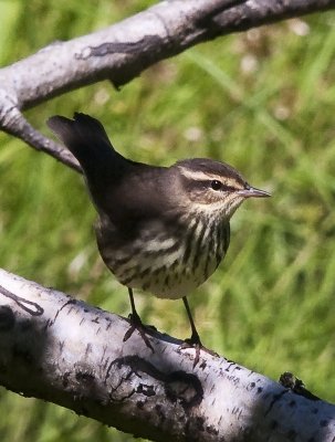 Northern Waterthrush