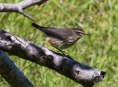 Northern Waterthrush