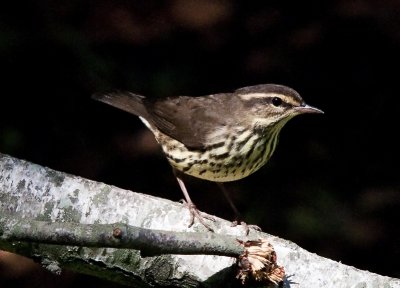 Northern Waterthrush