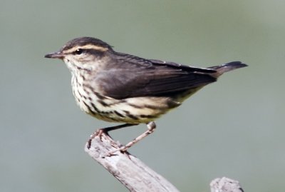 Northern Waterthrush