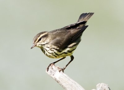 Northern Waterthrush