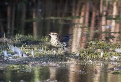 Northern Waterthrush