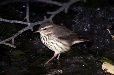 Northern Waterthrush