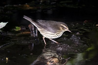 Northern Waterthrush
