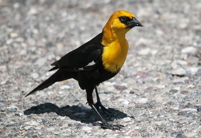 Yellow-headed Blackbird