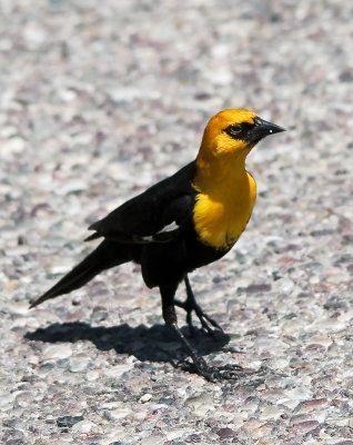 Yellow-headed Blackbird