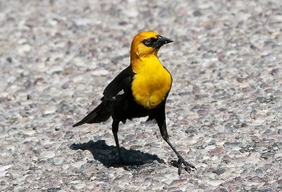 Yellow-headed Blackbird