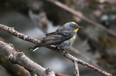 Audubon's Yellow-rumped Warbler