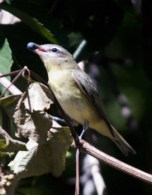 Warbling Vireo