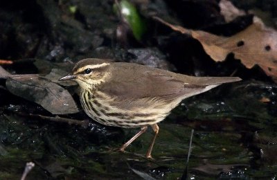 Northern Waterthrush