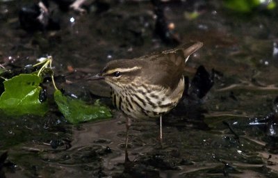 Northern Waterthrush