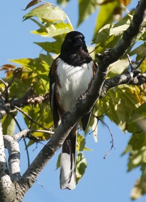 Eastern Towhee