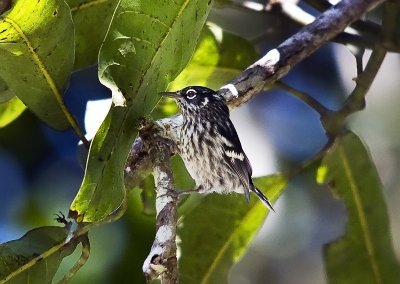 Elfin-woods Warbler