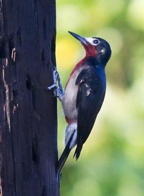 Puerto Rican Woodpecker