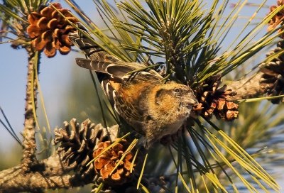 White-winged Crosbill