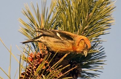 White-winged Crosbill