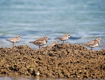 Shorebirds in Piones