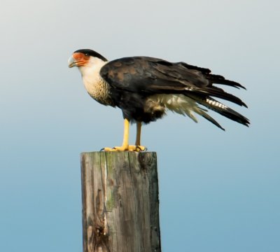 Crested Caracara