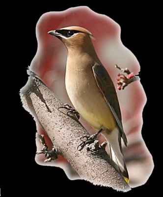 WaxwingCutOut.jpg