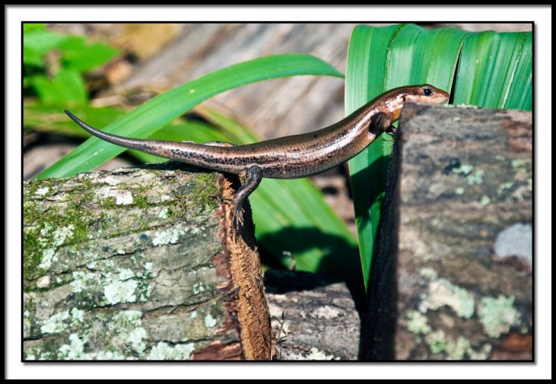 Skink Gymnastics