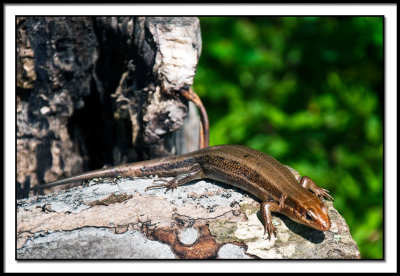 Five Lined Skink