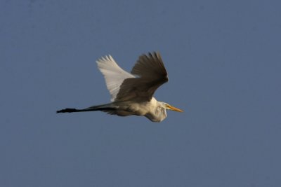 g1/57/906357/3/115698271.LA9hYDil.jpg