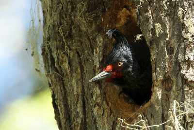 female in nest
