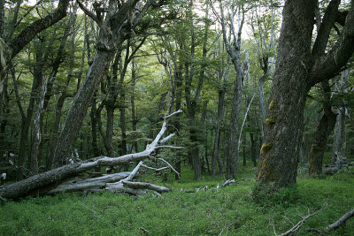 Lenga (Nothofagus pumilio) forest