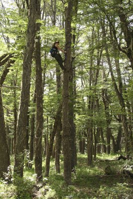 climbing a nest tree