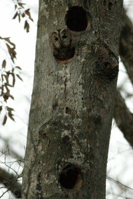 Tawny Owl (Strix aluco)